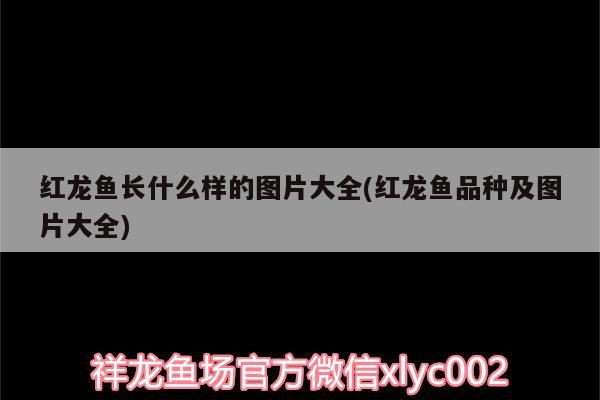 紅龍魚長什么樣的圖片大全(紅龍魚品種及圖片大全) 泰龐海鰱魚