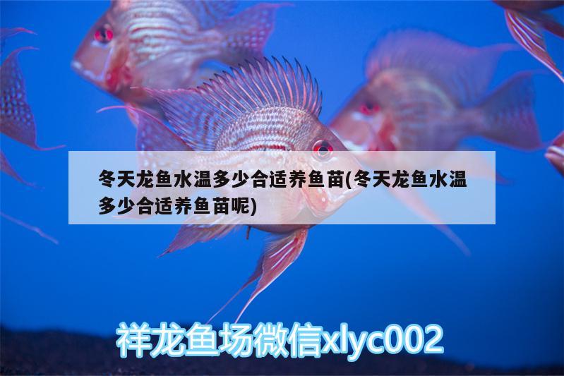 冬天龍魚水溫多少合適養(yǎng)魚苗(冬天龍魚水溫多少合適養(yǎng)魚苗呢) 魚糧魚藥