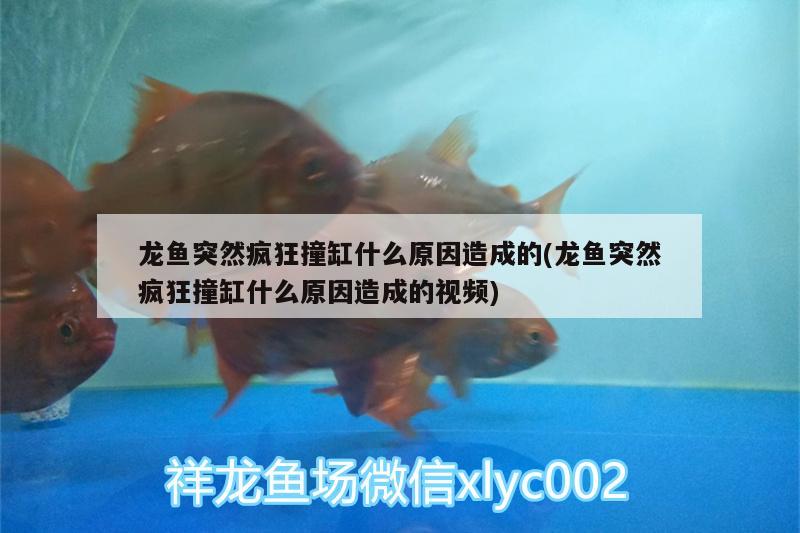 金龍魚評論(金龍魚新浪網(wǎng))