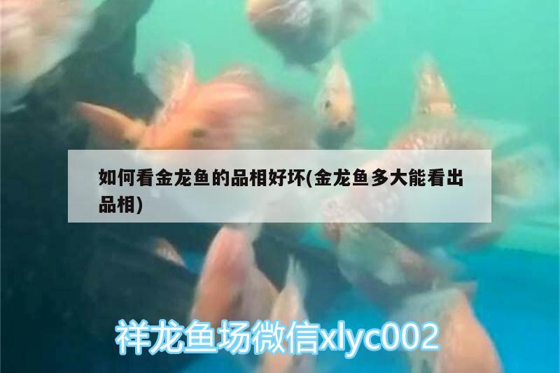 如何看金龍魚的品相好壞(金龍魚多大能看出品相)