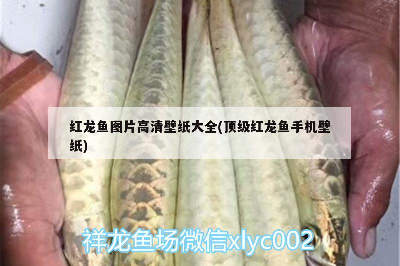 長春水族批發(fā)市場的選擇，探尋海洋世界的寶藏長春水族批發(fā)市場在哪里進貨好 觀賞魚水族批發(fā)市場 第3張