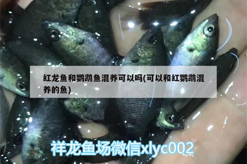 紅龍魚(yú)和鸚鵡魚(yú)混養(yǎng)可以嗎(可以和紅鸚鵡混養(yǎng)的魚(yú)) 鸚鵡魚(yú)