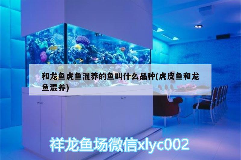 廣州魚缸水族箱批發(fā)店的電話號(hào)碼查詢是多少 廣州有哪些賣魚缸實(shí)體店 李亞四龍魚