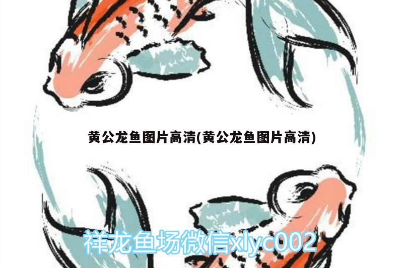 黃公龍魚(yú)圖片高清(黃公龍魚(yú)圖片高清)