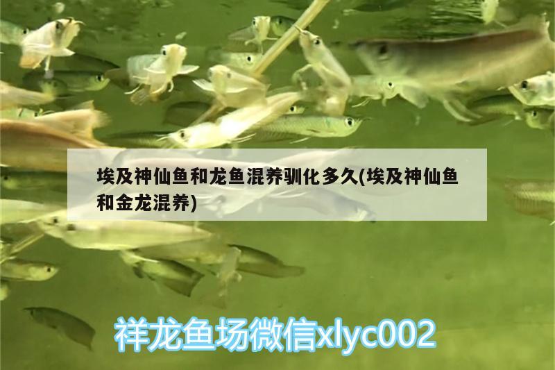 埃及神仙魚和龍魚混養(yǎng)馴化多久(埃及神仙魚和金龍混養(yǎng)) 埃及神仙魚 第1張