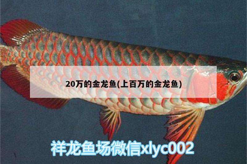 20萬(wàn)的金龍魚(yú)(上百萬(wàn)的金龍魚(yú))