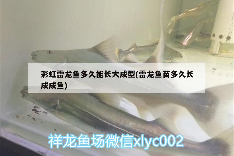 彩虹雷龍魚多久能長(zhǎng)大成型(雷龍魚苗多久長(zhǎng)成成魚)