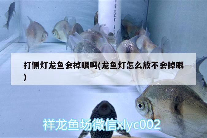 打側(cè)燈龍魚會掉眼嗎(龍魚燈怎么放不會掉眼) 南美異型魚