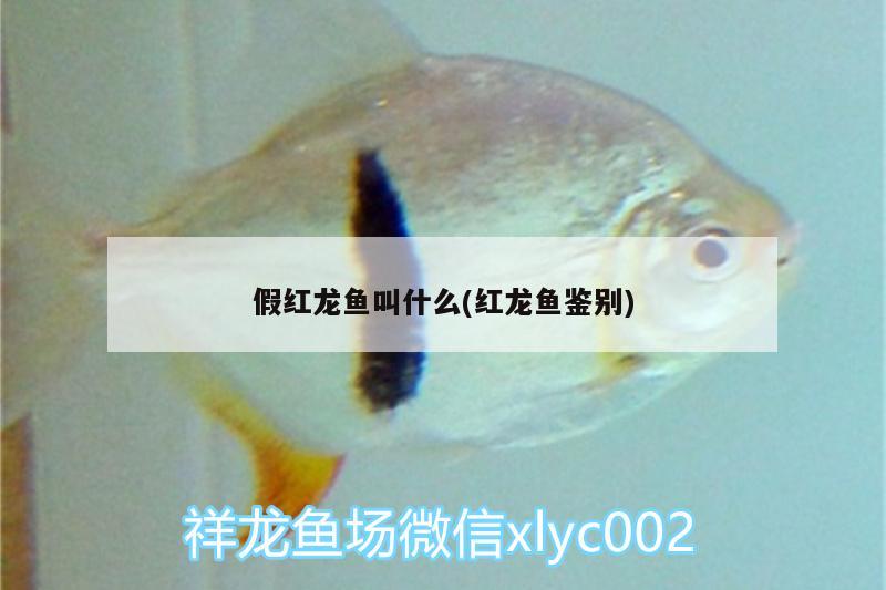 假紅龍魚叫什么(紅龍魚鑒別) 朱巴利魚苗