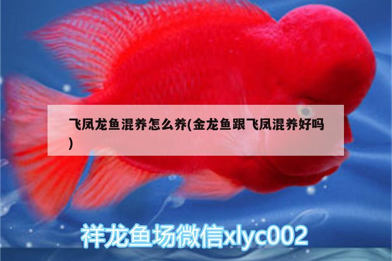 羅漢魚(yú)和紅寶石魚(yú)算海水魚(yú)嗎，珍珠羅漢魚(yú)哪個(gè)品種最好