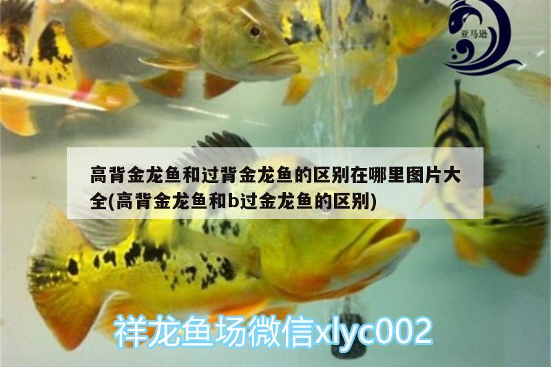 養(yǎng)魚怎么布置魚缸：魚缸養(yǎng)魚裝飾