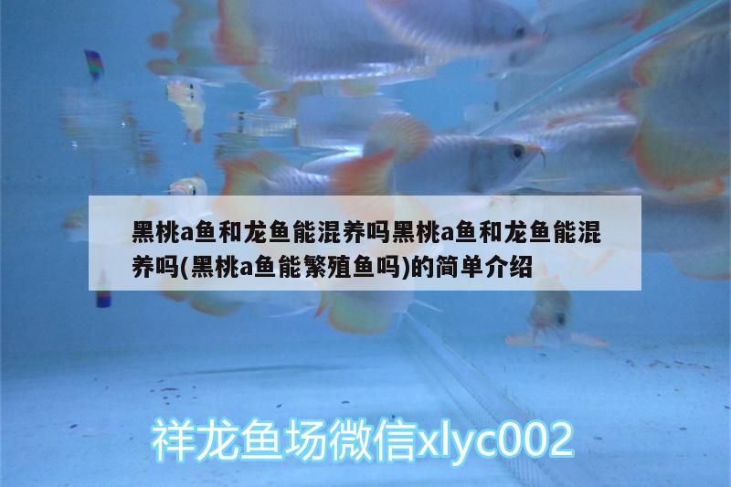 黑桃a魚和龍魚能混養(yǎng)嗎黑桃a魚和龍魚能混養(yǎng)嗎(黑桃a魚能繁殖魚嗎)的簡單介紹 黑桃A魚