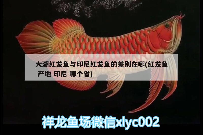 大湖紅龍魚與印尼紅龍魚的差別在哪(紅龍魚產(chǎn)地印尼哪個省)