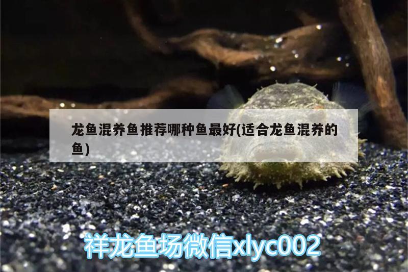 鄭州觀賞魚批發(fā)基地地址電話號碼（ 鄭州觀賞魚批發(fā)基地地址電話號碼是多少） yee