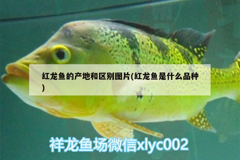 紅龍魚的產地和區(qū)別圖片(紅龍魚是什么品種) 非洲金鼓魚