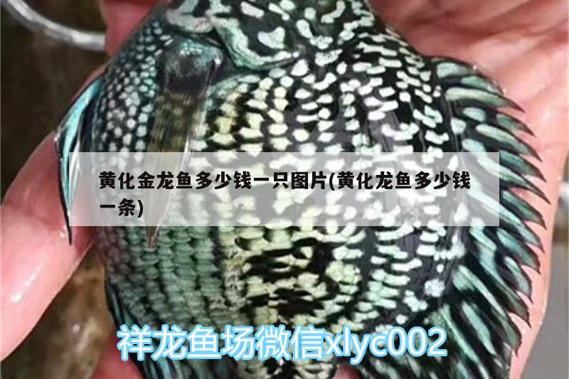 魚缸如何清缸，魚缸怎樣清缸 其他品牌魚缸 第3張