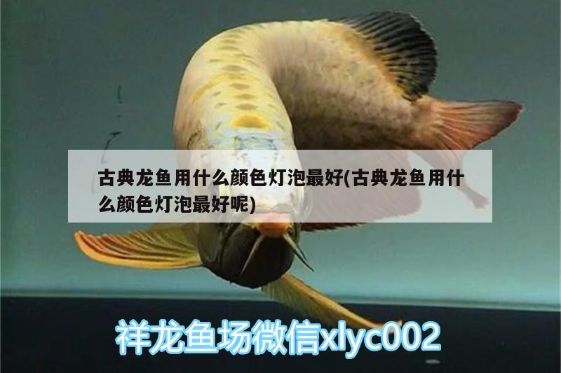 古典龍魚用什么顏色燈泡最好(古典龍魚用什么顏色燈泡最好呢)