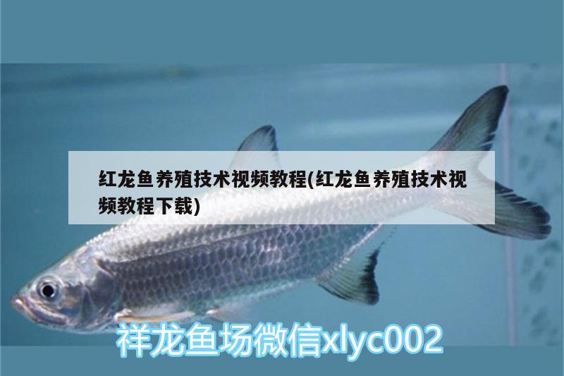 紅龍魚養(yǎng)殖技術視頻教程(紅龍魚養(yǎng)殖技術視頻教程下載) 赤焰中國虎魚