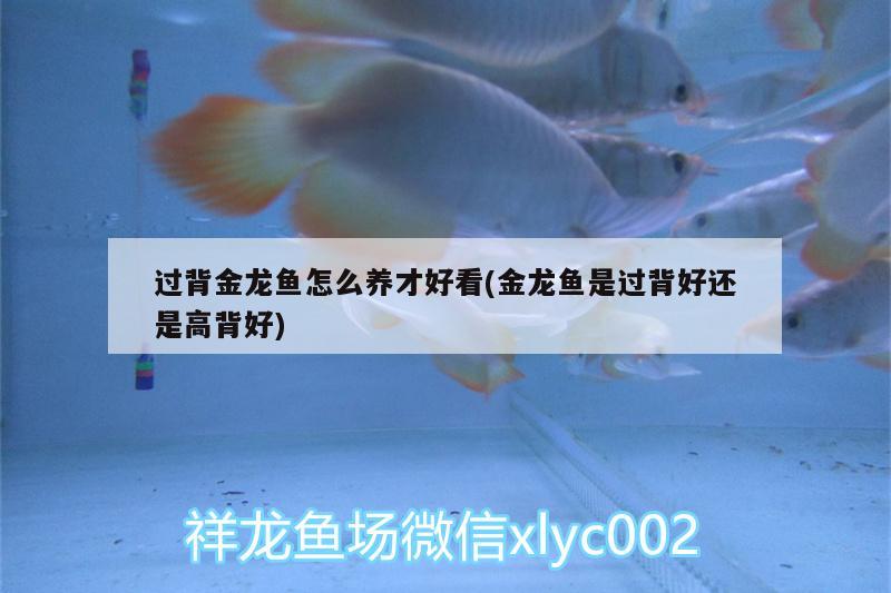 過背金龍魚怎么養(yǎng)才好看(金龍魚是過背好還是高背好)