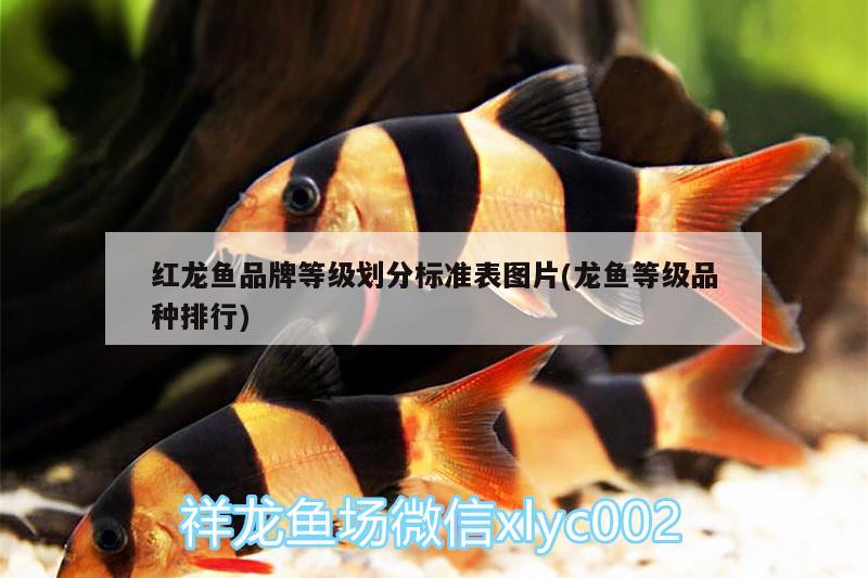 紅龍魚品牌等級劃分標(biāo)準(zhǔn)表圖片(龍魚等級品種排行) 福魟魟魚