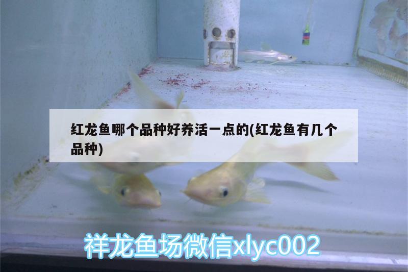 魚缸水質(zhì)檢測器如何使用，面館湯底怎么熬