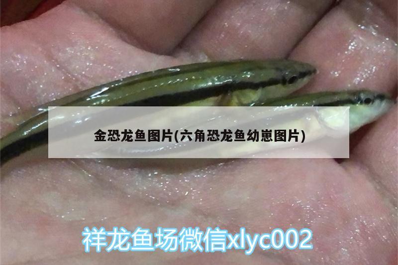 魚缸水質(zhì)檢測(cè)器如何使用，面館湯底怎么熬