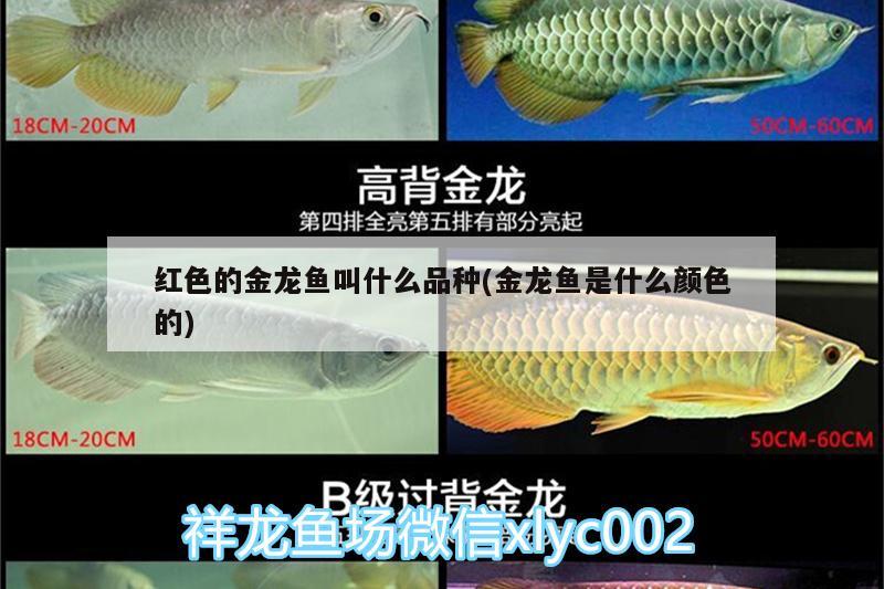 紅色的金龍魚叫什么品種(金龍魚是什么顏色的)