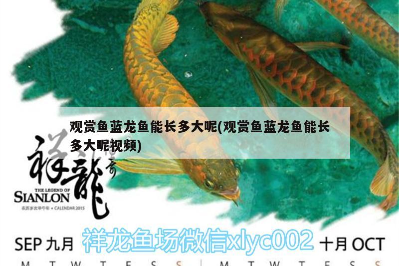 觀賞魚藍龍魚能長多大呢(觀賞魚藍龍魚能長多大呢視頻)