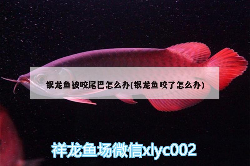 銀龍魚被咬尾巴怎么辦(銀龍魚咬了怎么辦) 銀龍魚