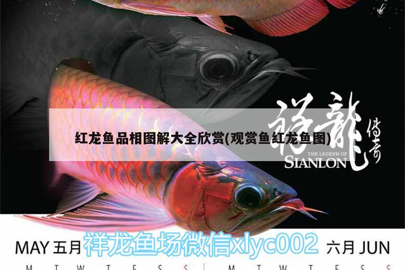 紅龍魚品相圖解大全欣賞(觀賞魚紅龍魚圖)