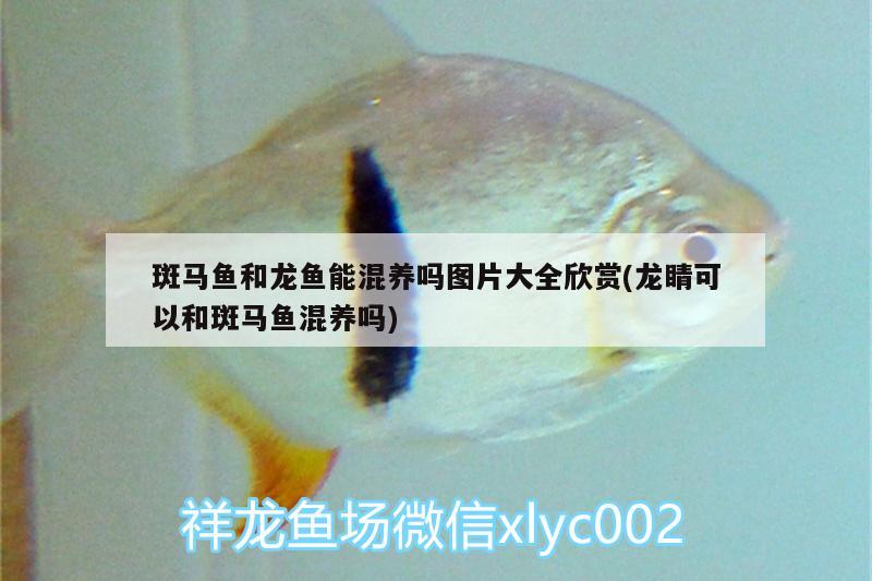 過背龍魚是什么意思(過背金龍魚過背是什么意思) 金龍魚百科