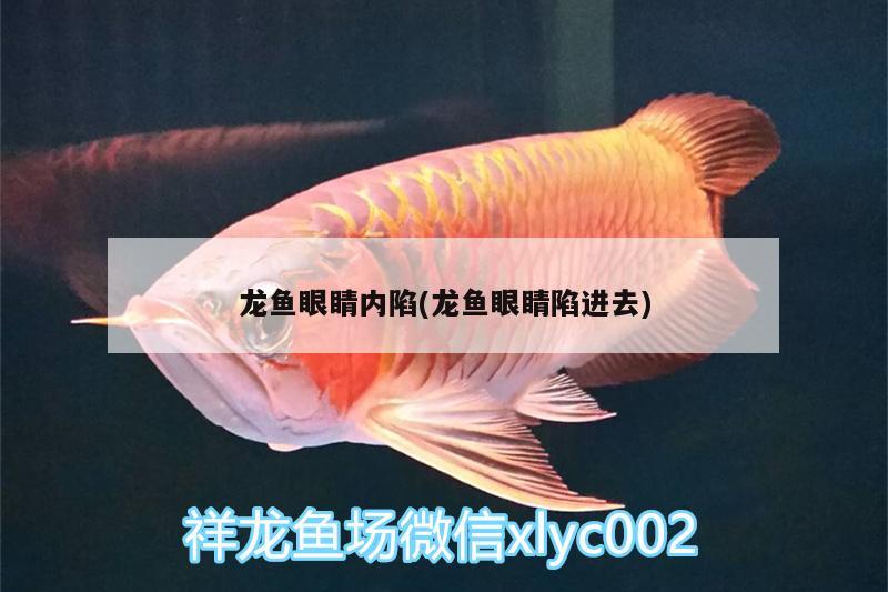 龍魚眼睛內(nèi)陷(龍魚眼睛陷進(jìn)去) 赤荔鳳冠魚