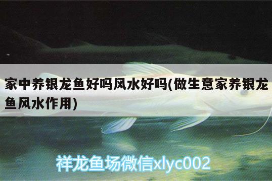 家中養(yǎng)銀龍魚好嗎風(fēng)水好嗎(做生意家養(yǎng)銀龍魚風(fēng)水作用) 魚缸風(fēng)水