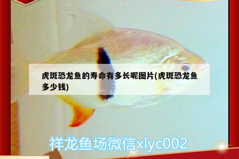 虎斑恐龍魚的壽命有多長(zhǎng)呢圖片(虎斑恐龍魚多少錢) 虎斑恐龍魚