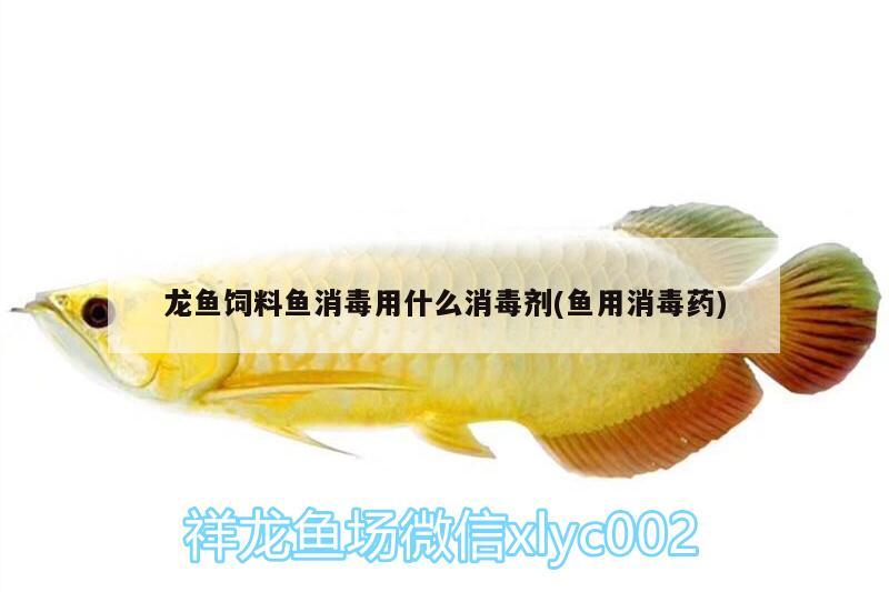 龍魚飼料魚消毒用什么消毒劑(魚用消毒藥)