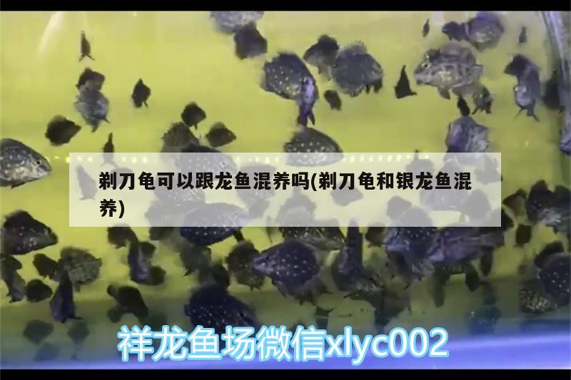 剃刀龜可以跟龍魚混養(yǎng)嗎(剃刀龜和銀龍魚混養(yǎng)) 烏龜