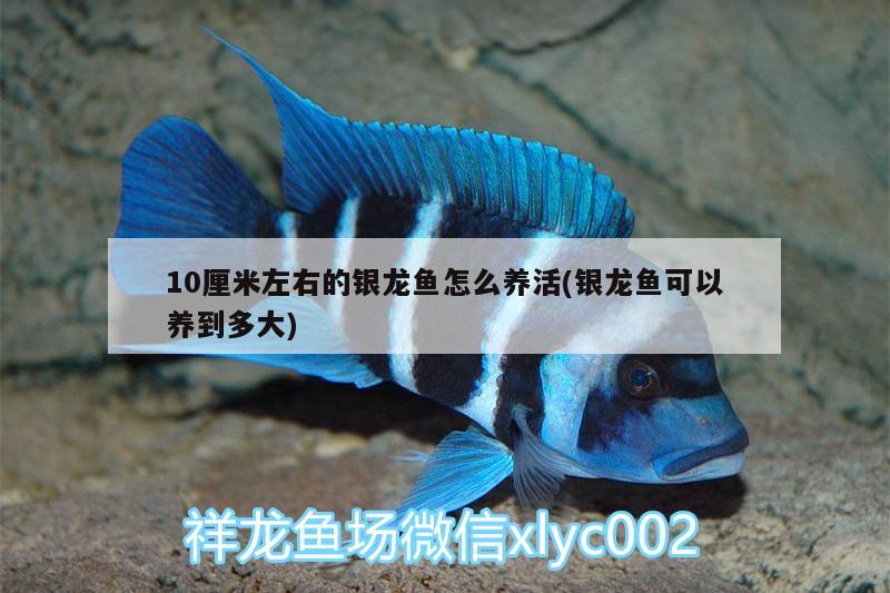 10厘米左右的銀龍魚怎么養(yǎng)活(銀龍魚可以養(yǎng)到多大) 銀龍魚百科