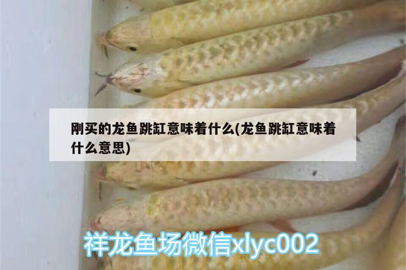 剛買的龍魚跳缸意味著什么(龍魚跳缸意味著什么意思) 觀賞魚