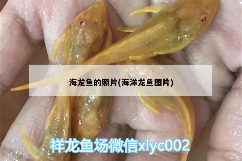 龍魚縮鰭是什么毛?。~缸水硬度多少合適） 祥龍水族護(hù)理水 第1張