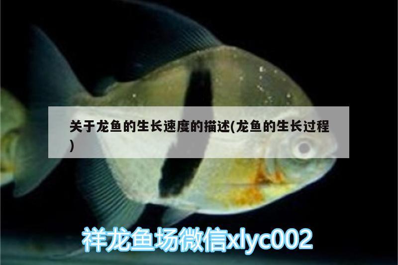 關(guān)于龍魚的生長(zhǎng)速度的描述(龍魚的生長(zhǎng)過(guò)程) 金老虎魚