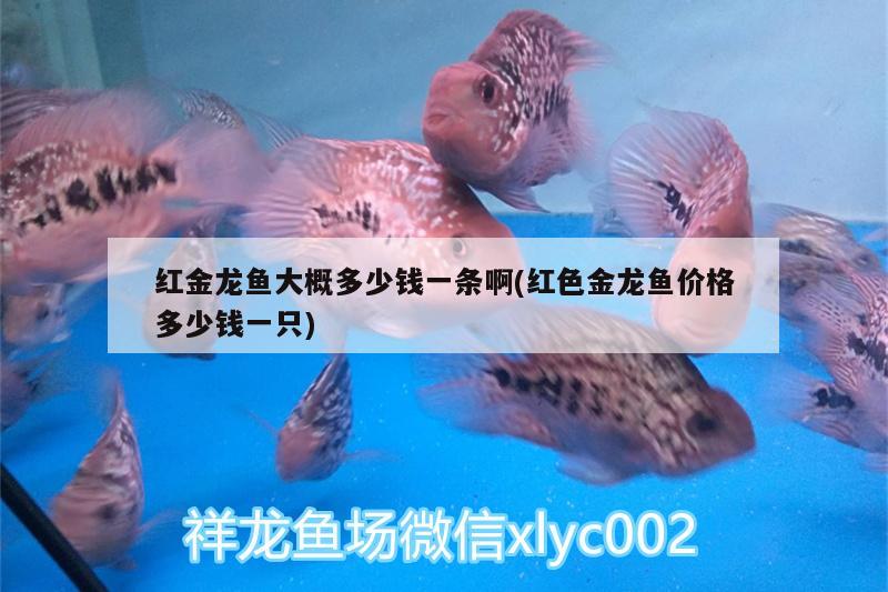 汕頭水族批發(fā)市場(chǎng)