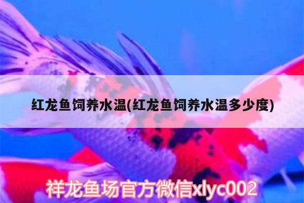 紅龍魚飼養(yǎng)水溫(紅龍魚飼養(yǎng)水溫多少度) 祥龍超血紅龍魚