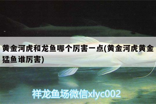 黃金河虎和龍魚哪個(gè)厲害一點(diǎn)(黃金河虎黃金猛魚誰(shuí)厲害) 黃金河虎魚