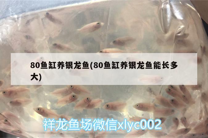 鞍山觀賞魚批發(fā)市場有幾個店鋪在哪（2020年鞍山觀賞魚市場幾點開） 細線銀板魚苗