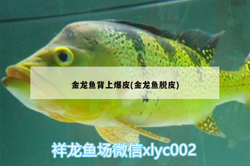 金龍魚背上爆皮(金龍魚脫皮) 招財戰(zhàn)船魚