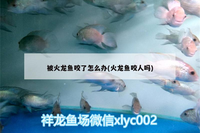 被火龍魚咬了怎么辦(火龍魚咬人嗎)