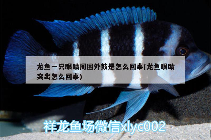 魚兒入缸第一天