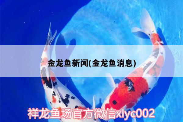 頂級紅龍魚品牌有哪些牌子圖片大全大圖(金龍魚品牌排行榜前十名)