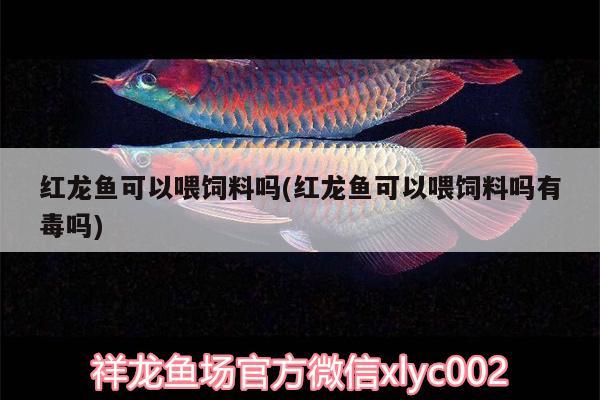 紅龍魚可以喂飼料嗎(紅龍魚可以喂飼料嗎有毒嗎) 肥料