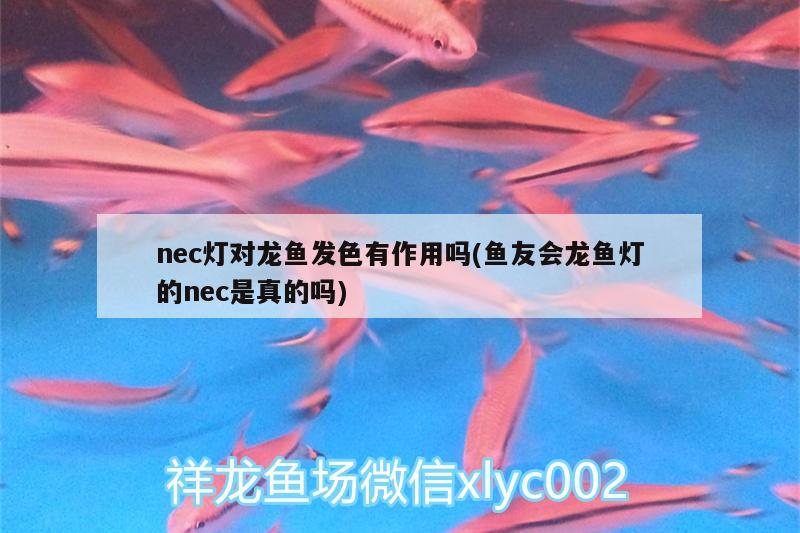 紅龍魚一個(gè)月長多少厘米(紅龍魚可以長多長) 飛鳳魚